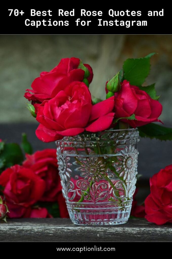 Best Red Rose Quotes and Captions for Instagram